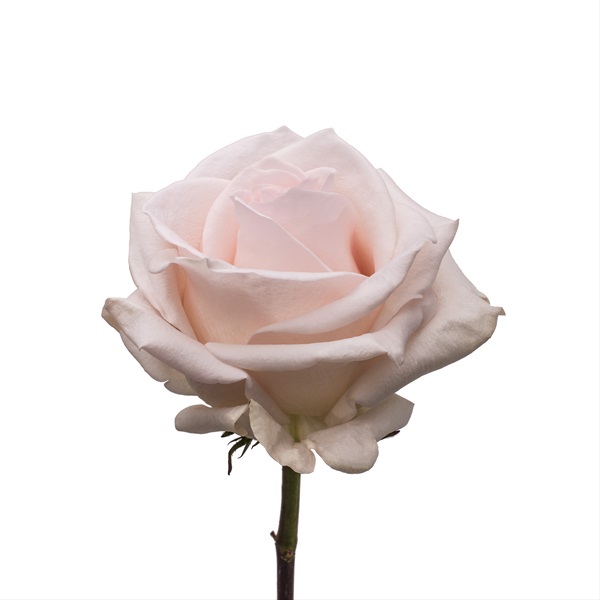 Rose Pastella Standard Rose Roses Flowers by category Sierra